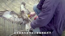 大爷好心救助被困的苍鹰，这家伙竟恩将仇报，网友：看着都疼