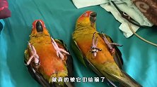 2只鹦鹉仰面装睡，时不时睁开的眼睛太搞笑，网友：妥妥的小戏精