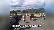女子旅游与牛群合影被顶飞，“牛瞪了我一眼”，景区：不要穿裙子