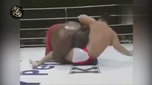 日本最强相扑王竟被这名小个子选手打到直接当场认输！