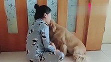 主人用头撞墙测试金毛的反应，接下来它的反应令人感动，狗狗真棒