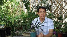 君子兰根部这块东西，要及时处理，不然养着养着，明年开春剩空盆
