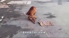 路上见这只流浪狗拖着后腿走，刚善心发作，不料画风突变！