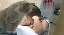 我家大肥猫每天都要陪儿子读书，还能听懂人话，真是太聪明了