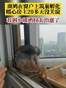 江苏苏州：斑鸠在窗户上筑巢孵化，暖心房主20多天没关窗