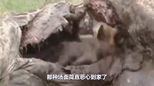 十几只鬣狗围攻一头怀孕母狮，就在它放弃抵抗时，结局出现逆转！