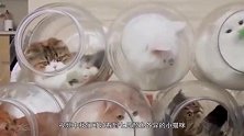 实力撸猫！小姐姐为7只猫星人制作胶囊旅馆，猫咪表现太惊人!