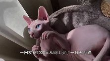 网友花20000买了一只加拿大无毛猫，养了两周竟然长出毛来了