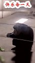 逍遥自在的大猩猩，这抽烟动作真熟练，长见识了