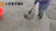 渔妹赶海发现遍地是螃蟹，花几小时找老蟹洞挖，新鲜的蒸出来太香
