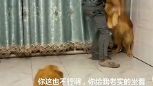 大金毛跟小金毛耍流氓，主人想出妙招，结果照样耍也太逗了