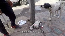 狗子在马路旁狂吠，以为这狗子疯了，走近一看，瞬间让人泪目！