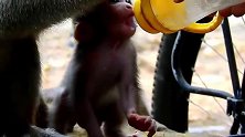 看到小猴子吃东西，猴妈强行分一杯羹，宝宝都快气死了