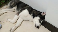 二哈被3只狗狗揍得屁滚尿流，藏在角落黯然神伤，不肯接受现实