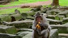 怪兽试吃枇杷，现在知道什么是猴仔的兽性了吧