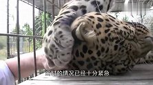 花豹一觉醒来发现“衣服被脱”，生无可恋表情可把医生笑坏了