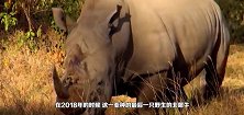 濒临灭绝的白犀牛标志着领土，不可预料的事发生，网友：辣眼睛