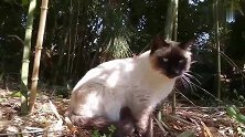暹罗猫也竟然出来流浪，不知道它的主人咋想的