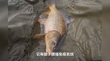 除了促汤，这8种鱼也有“奇效”，每天吃一点，健康又长寿