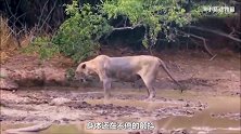 草原之王狮子被毒蛇咬中，蛇毒迅速在体内发作，太悲催了