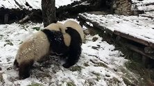 下雪了！“国宝”玩得真起劲