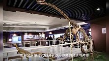 北京直立人头盖骨化石模型重磅展出!90件珍贵化石再现传奇