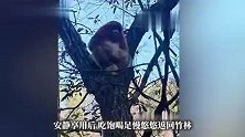 游客偶遇野生金丝猴，爱吃苹果有礼貌，吃饱喝足慢悠悠回竹林