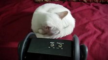 蜷窝在毯子上的猫咪，看这好奇的小眼神，真是太逗了！