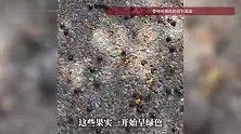 不要碰、不要摘、不要踩！街头这种“黑珍珠”正大量出现