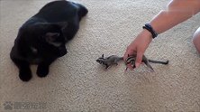 猫看到飞鼠后一脸懵逼，心想这是什么东东