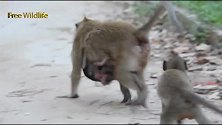 猴妈妈吃火龙果，小猴子也想吃，小气的妈妈吃得干干净净，好损啊