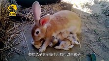 兔子的繁衍能力太强，每月都能生孩子，美国：别来我这