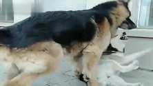 哈士奇和德国牧羊犬打架输了武力值，在智商上面也被碾压！