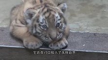 动物园中的小北极熊，第一次见到冰块，立马便“不可收拾”