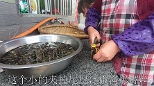 15斤田螺，两种吃法，铁锅柴火灶，大火爆炒，这一次吃过瘾了