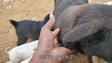 狗狗给一群小猪崽当奶妈，被发现后一脸的尴尬，网友：这心真大