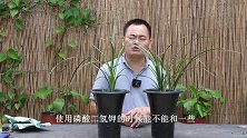 养护兰花磷酸二氢钾不能和其它药物混合使用，后果很严重