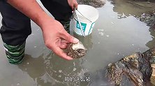 大熊赶海抓到的海货都是成双成对吸在一起，看得都害羞了，真少见