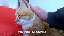 猫咪趴在池边看鱼，鱼对猫咪长大嘴巴，难道现在的鱼不怕猫