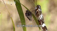 食人蝴蝶听说过吗？虎斑纹吃肉蝶，一闻到血腥味就蜂拥而上