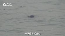 看！多只江豚探出脑袋 嘴里还叼着鱼儿