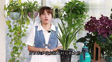 夏季给兰花叶面喷雾，2点要注意，不然烂心烂叶
