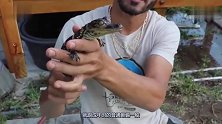 短吻鳄幼崽不具有攻击力老外近距离接触，短吻鳄你确定吗