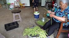 家里的豆角被虫吃掉，曾姨一口气全部摘回来，中午煮一锅豆角焖饭