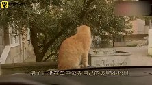 猫咪和松鼠隔窗相望，网友：确认过眼神，憋住别笑