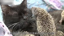 八只小刺猬认错妈妈，看到母猫，蹭上去就喝奶