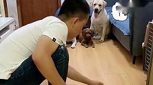 小泰迪智商上线脱颖而出，拉布拉多老四愣住了，真逗