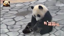 熊猫小不点儿坐在地上认真卖萌，可爱至极，乖小孩形象深入人心