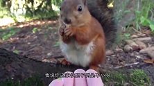 松鼠偷偷喝完酒，走到半路就倒了，这下回不去了！