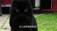 男子养了一只纯色的猫咪，结果不让它晚上出门，原因很简单